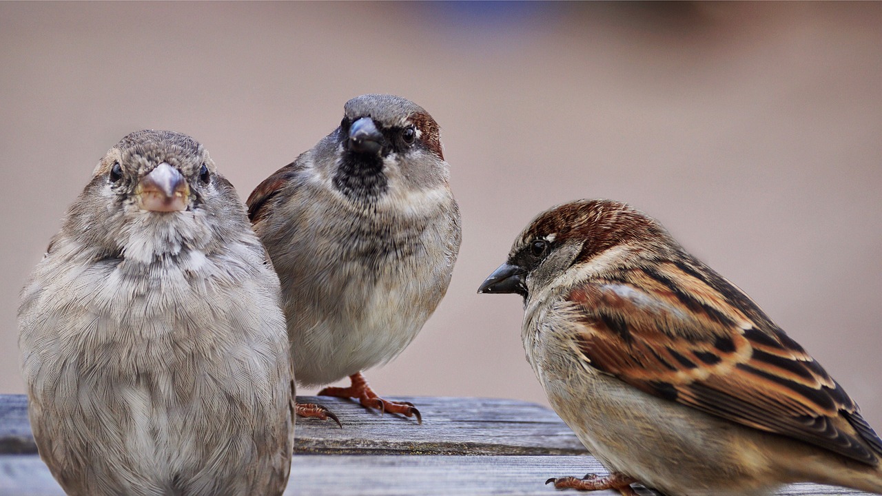Observar a las aves y escuchar su canto en el medio natural elimina estres y ansiedad