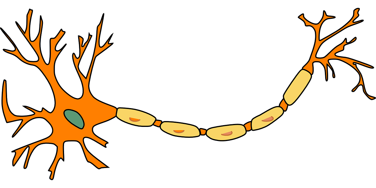 esclerosis multiple feldenkrais neurona soma dendritas axon vainas de mielina