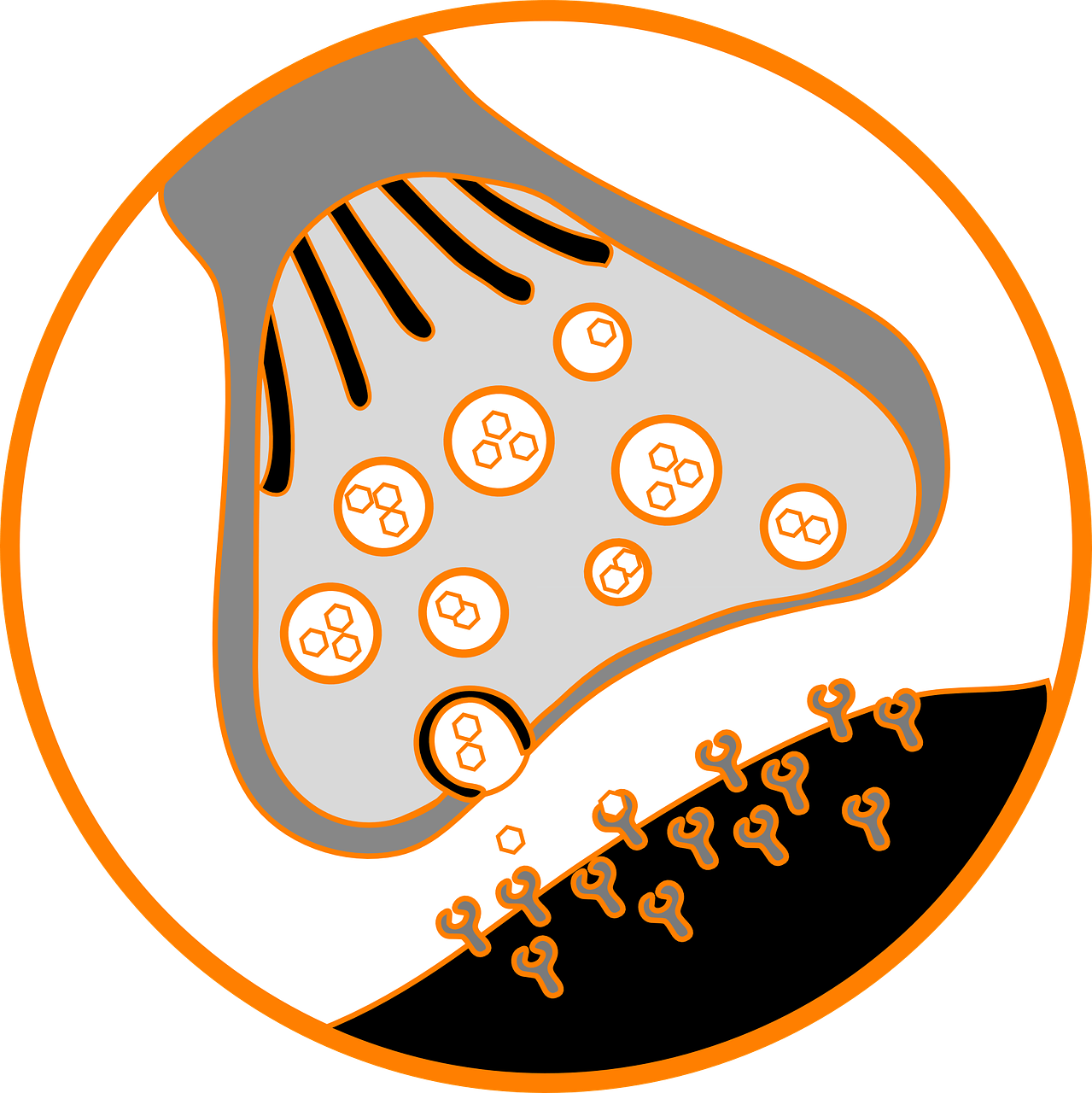 neuroplasticidad sinapsis conexiones neuronales esclerosis multiple feldenkrais